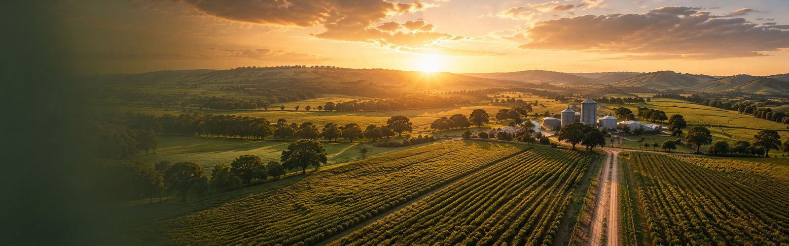 Vista aérea de plantação ao entardecer