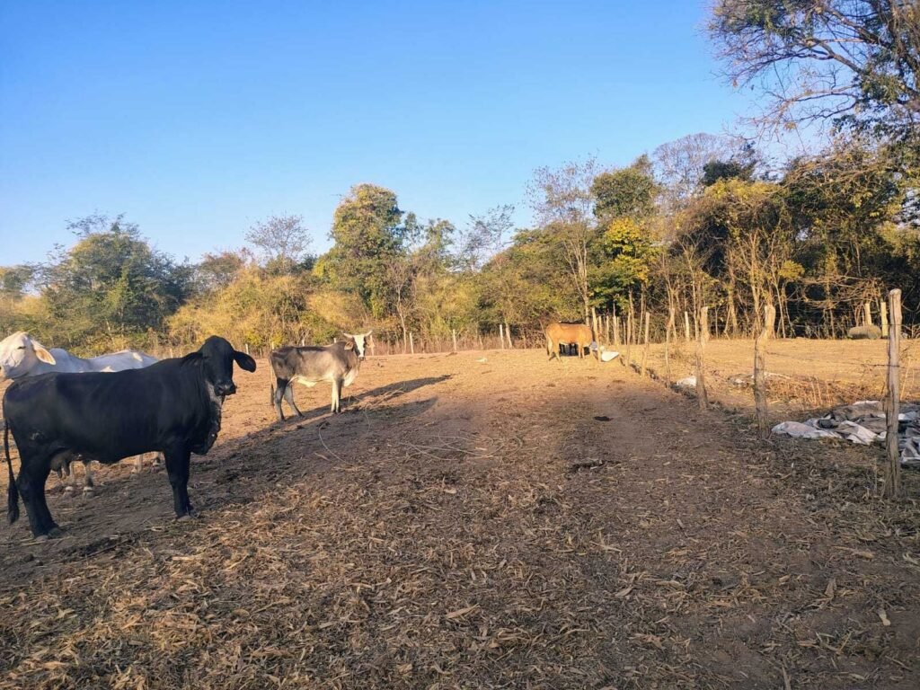 Ótima fazenda em Varzea da Palma 421 hectares